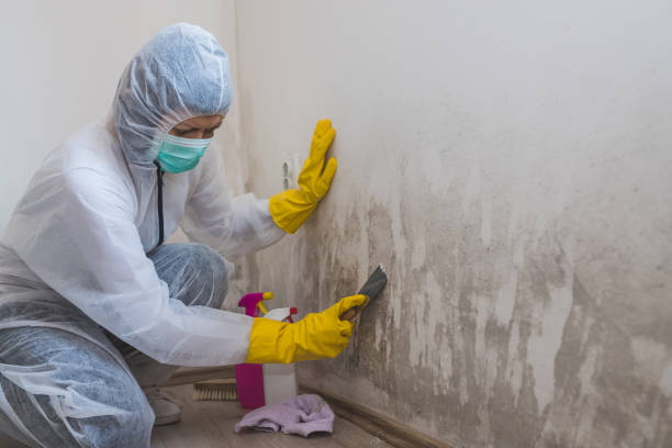 Best Affordable Mold Removal  in Meridian, TX
