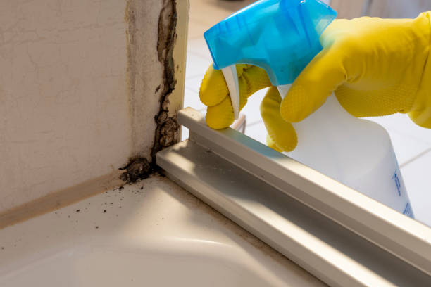 Best Commercial Mold Removal  in Meridian, TX