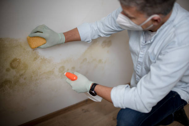 Best Office Mold Removal Services  in Meridian, TX