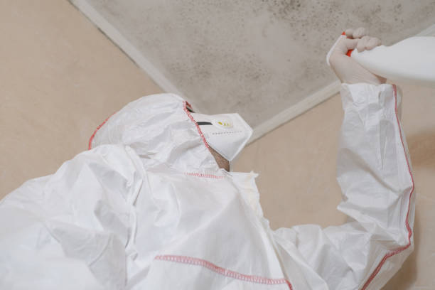 Best Local Mold Removal Service  in Meridian, TX